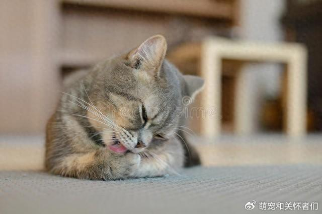 几招教大家如何认识和克服猫咪的焦虑情绪