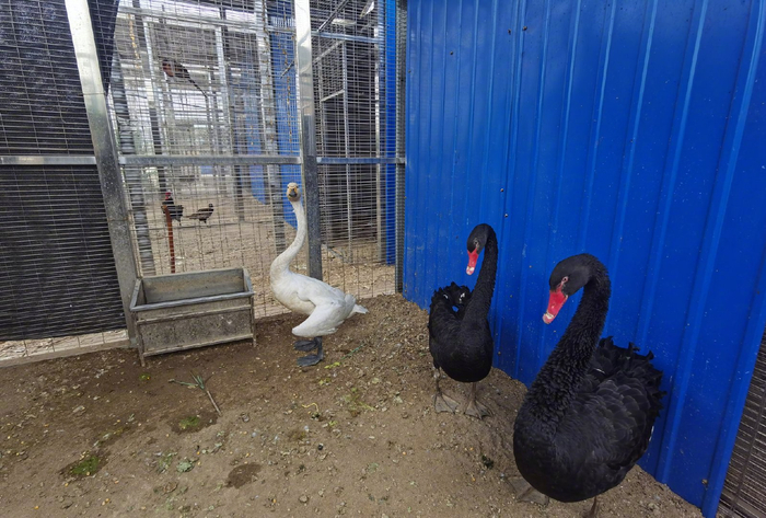 3月16日下午,石家庄市生态环境局无极县分局志愿服务队张立辉等人,在