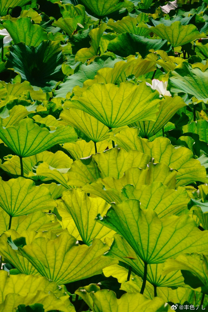 北京柳荫公园的夏日 摄影