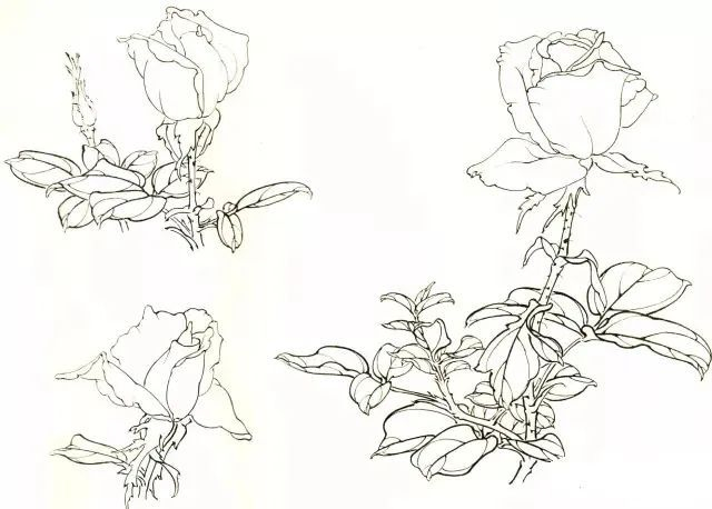 月季花白描