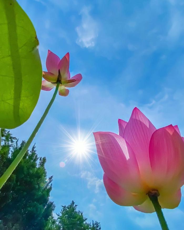 太阳蓝天照荷花的图片图片