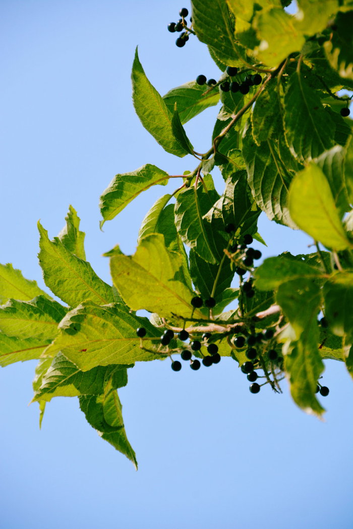 斑叶稠李,原创拍摄|稠李|原创|拍摄_新浪新闻