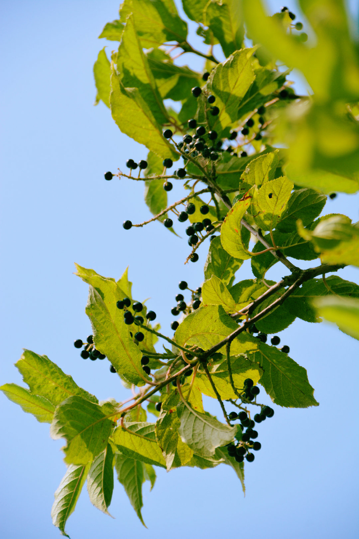 斑叶稠李,原创拍摄|稠李|原创|拍摄_新浪新闻