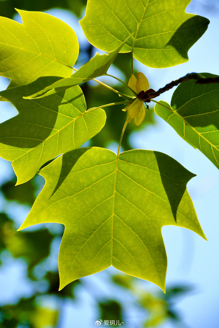 鹅掌楸叶和花朵,原创拍摄|鹅掌楸|花朵|原创_新浪新闻