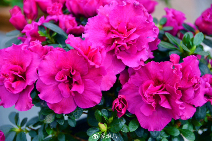 玫粉色杜鹃花,原创拍摄