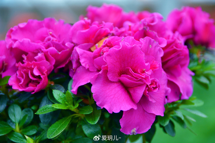 玫粉色杜鹃花,原创拍摄