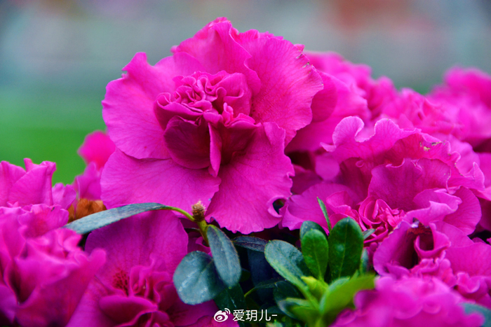 玫粉色杜鹃花,原创拍摄