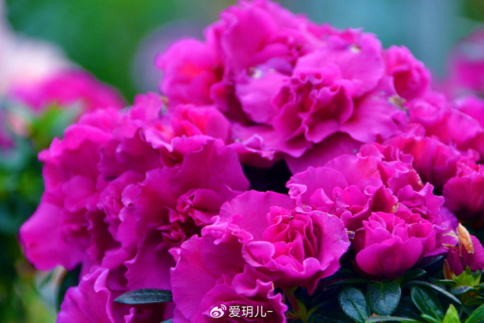 玫粉色杜鹃花,原创拍摄