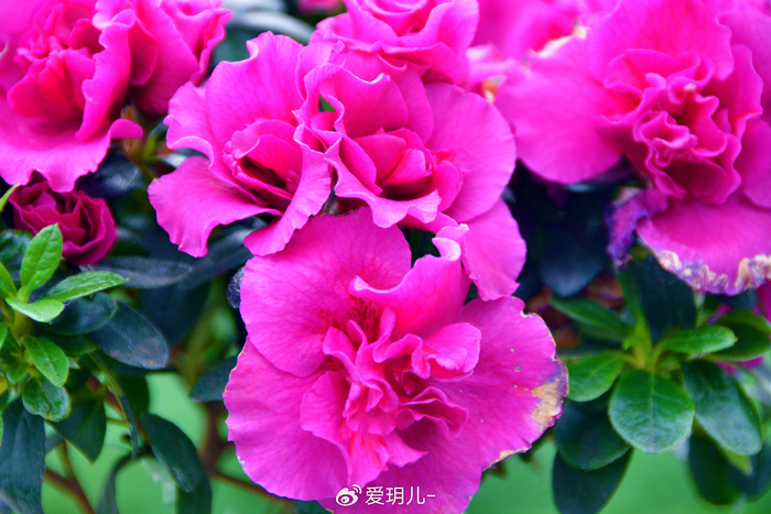 玫粉色杜鹃花,原创拍摄