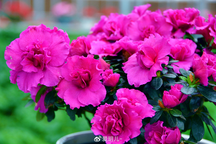 玫粉色杜鹃花,原创拍摄