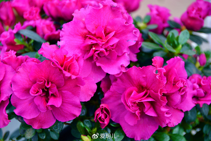 玫粉色杜鹃花,原创拍摄