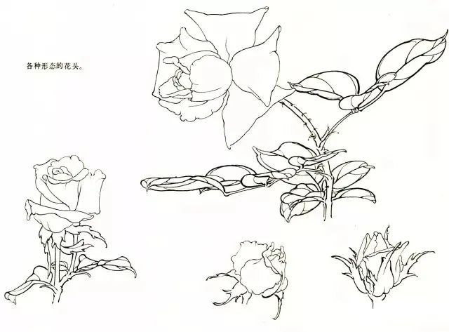 月季花白描