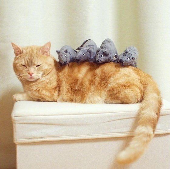 这只名叫pooh的猫咪它戴上狮子头套后萌炸惹