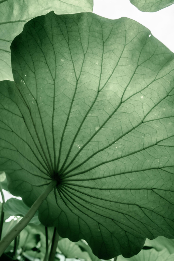 水墨风荷叶__财经头条