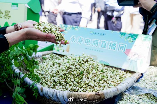 2024中国61永寿第二十一届槐花旅游文化节开幕