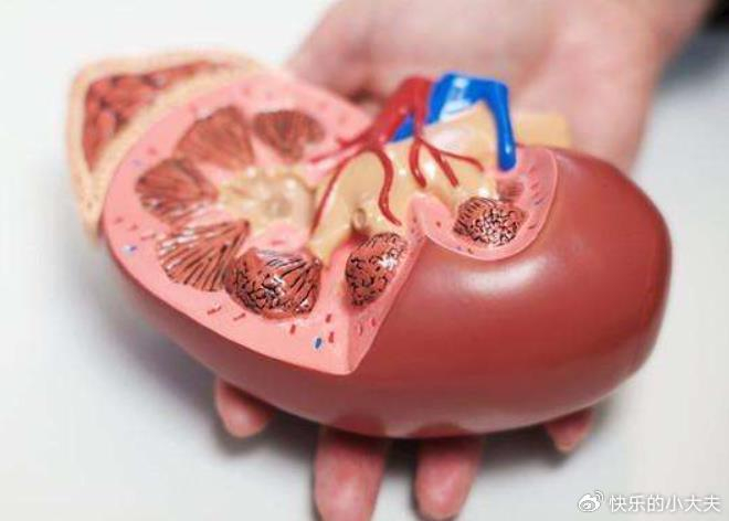肾脏|尿毒症|肾功能_新浪新闻