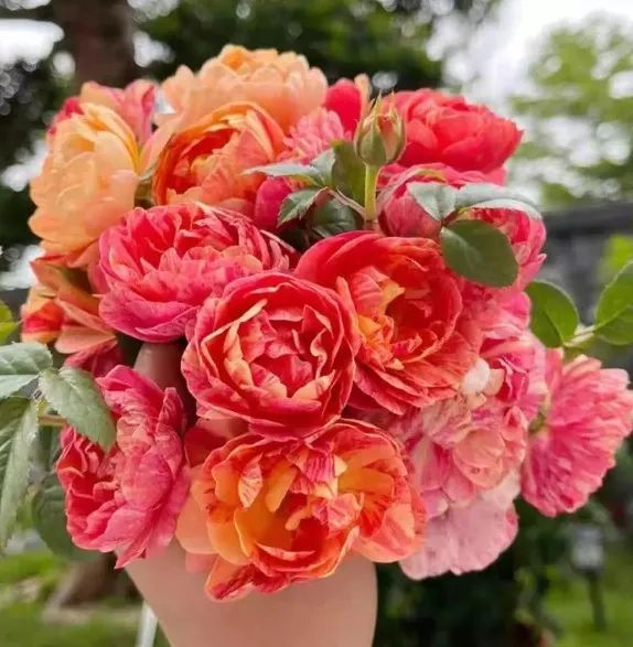 2. 果汁飞溅月季有什么优点?