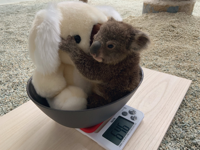 给小考拉量体重的方法好可爱