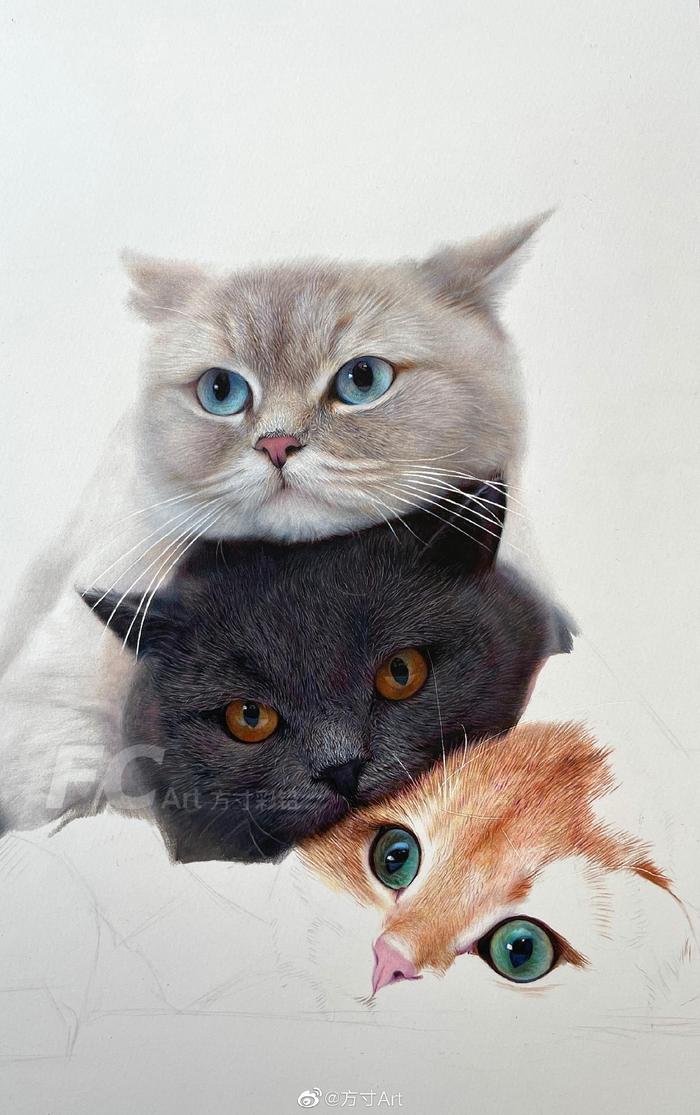 彩铅画——猫……