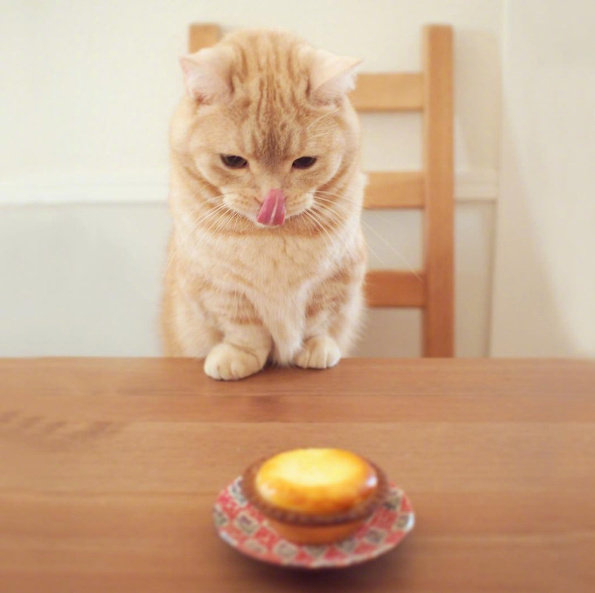 这只名叫pooh的猫咪它戴上狮子头套后萌炸惹
