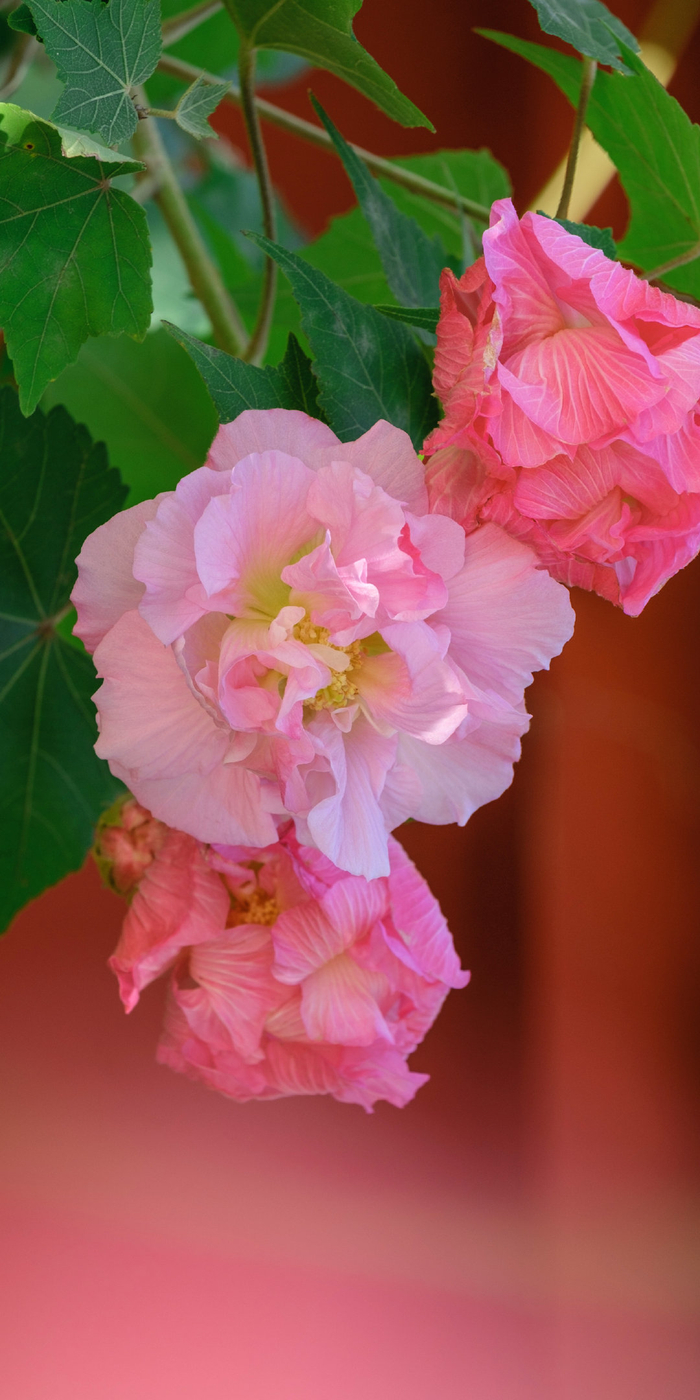 此花唤作美人面,日出变红日落变粉. 就像美人面孔一日多变