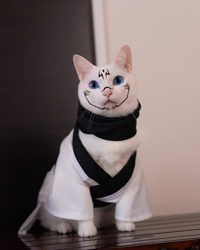 猫咪cos咒术回战男神!喵喵喵~萌翻了 (:kira_h.p)__财经头条