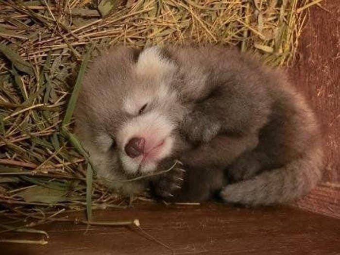 小熊猫幼崽真的好像一撮灰尘团子