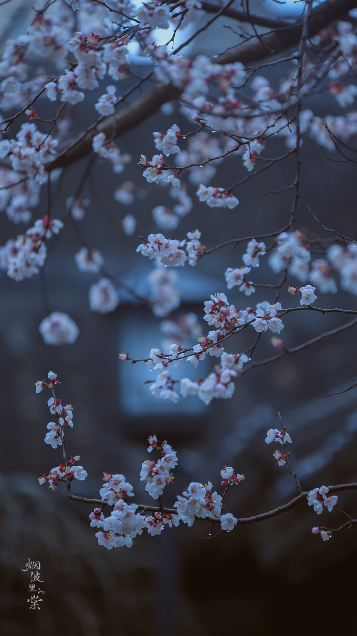 小楼一夜听春雨深巷明朝卖杏花图摄影师