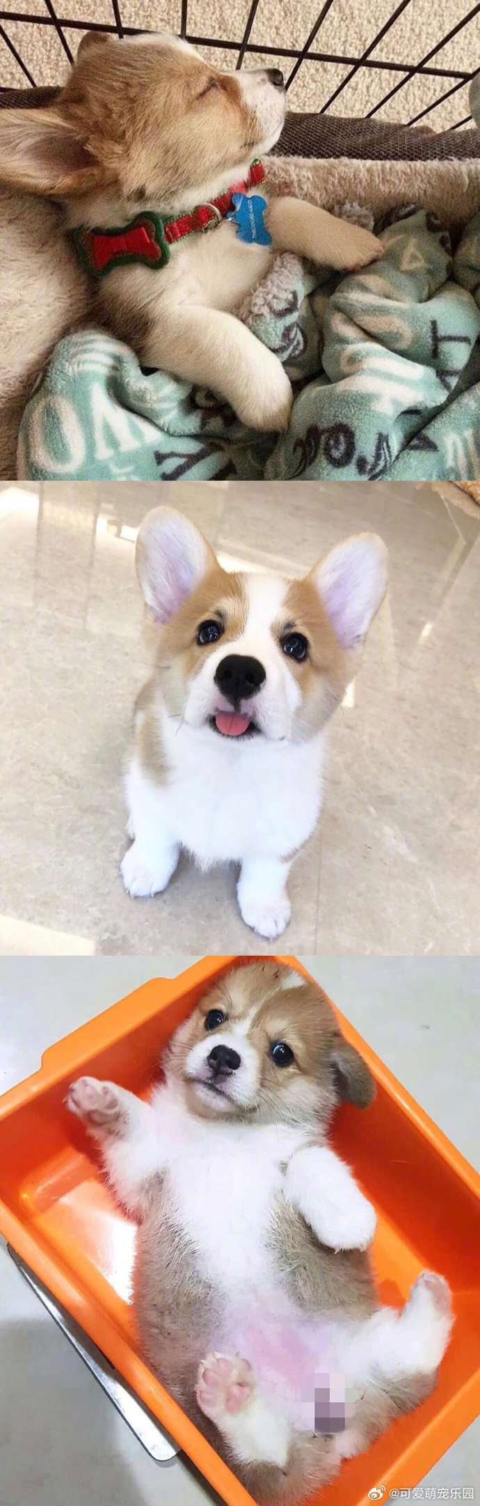 短腿小柯基,它们的胆子很大,也相当机警,能高度警惕地守护家园