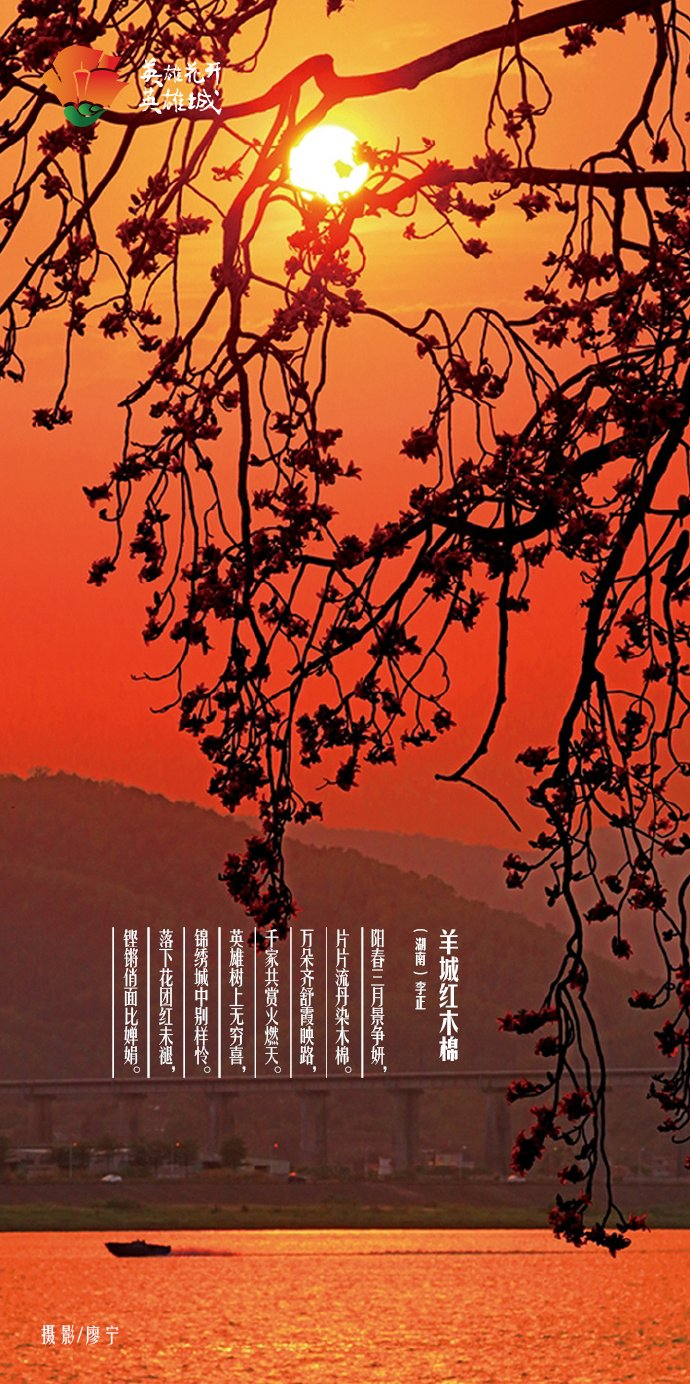 《英雄花开英雄城》摄影作品海报 67木棉花是热烈的火焰是英雄的