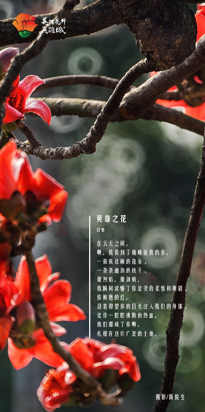 《英雄花开英雄城》摄影作品海报 67木棉花是热烈的火焰是英雄的