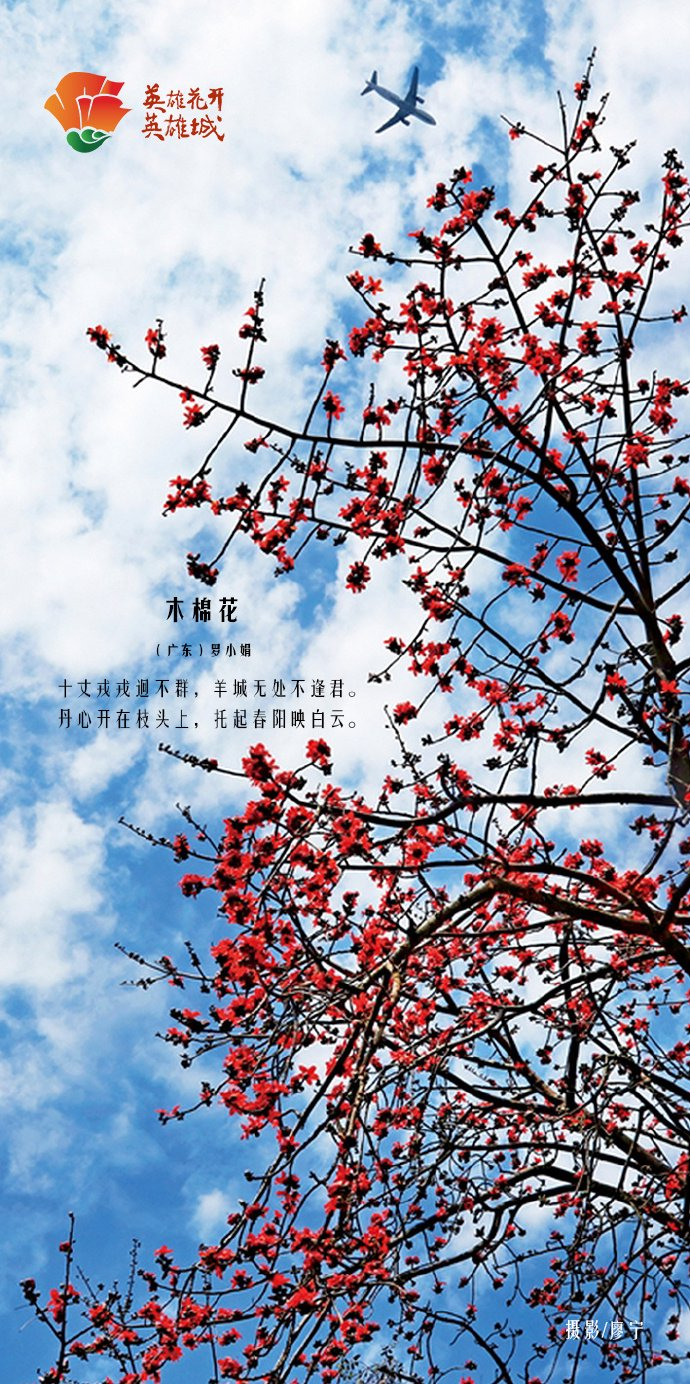 木棉花是热烈的火焰是英雄的豪气与坚韧是一面面飘扬的旗帜英雄花开