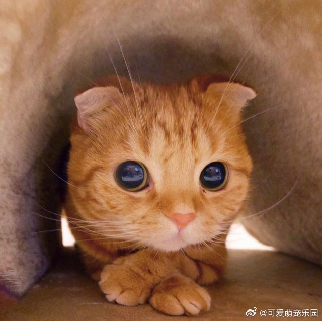 日本的小橘猫不仅不胖,令人血槽放空的萌眼和小圆脸简直就是萌界之王