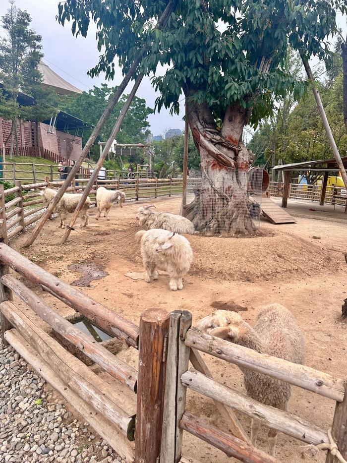 麓客岛🐑小动物农场太治愈啦 虽然成都最近天气不好……