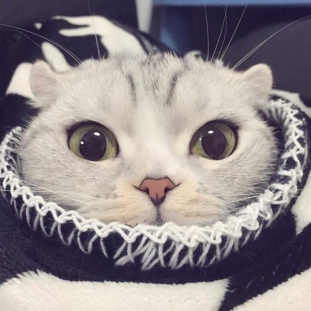 大眼萌猫haha可爱的小表情真是要被萌化了