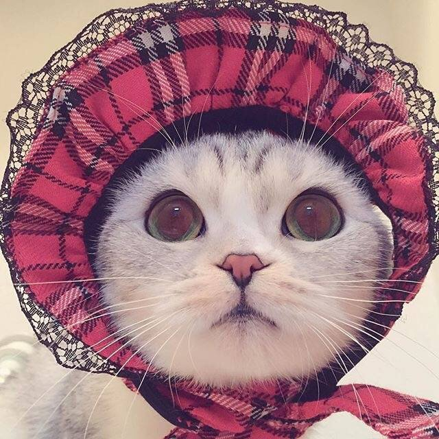 大眼萌猫haha 可爱的小表情真是要被萌化了