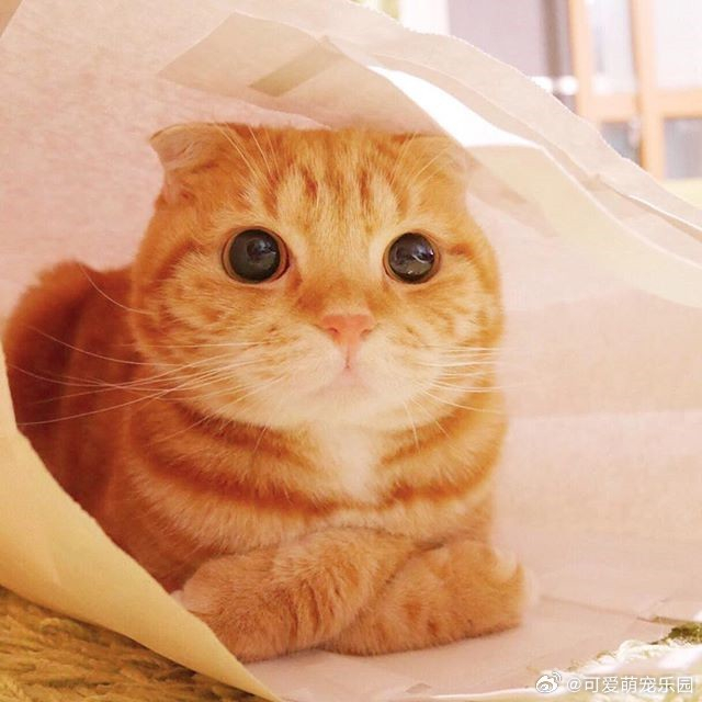 日本的小橘猫不仅不胖,令人血槽放空的萌眼和小圆脸简直就是萌界之王