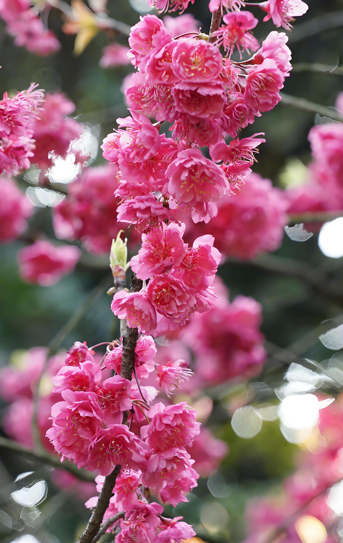 若待上林花似锦出门俱是看花人