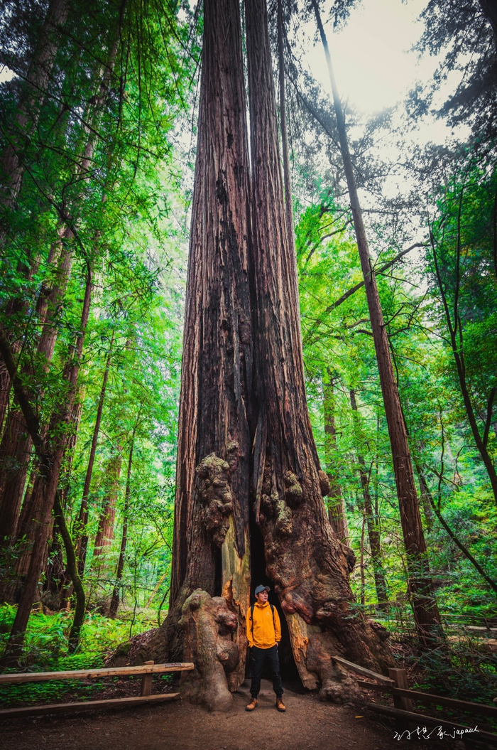 位于muir woods 国家公园的北美巨杉，是世界上最高的树种……|压迫感|精灵|巨人|居所|神灵_新浪新闻