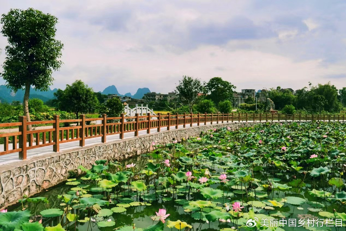 和美乡村|产业致富路 柿子惹人醉|月柿|柿子|平乐县_新浪新闻