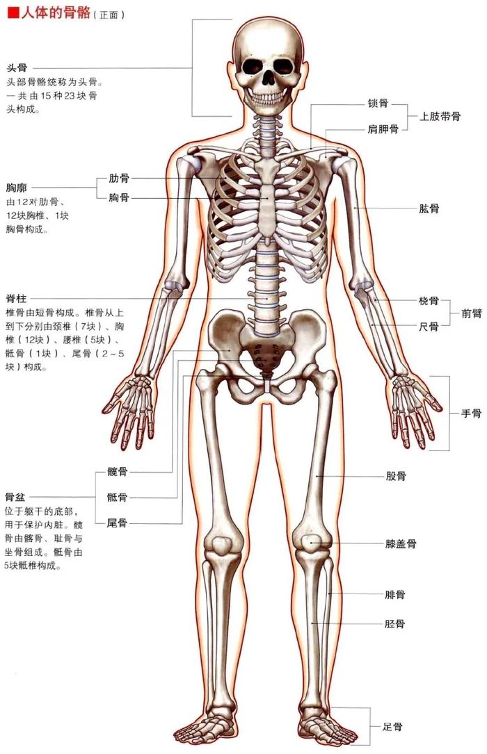 人体骨骼名称高清图图片