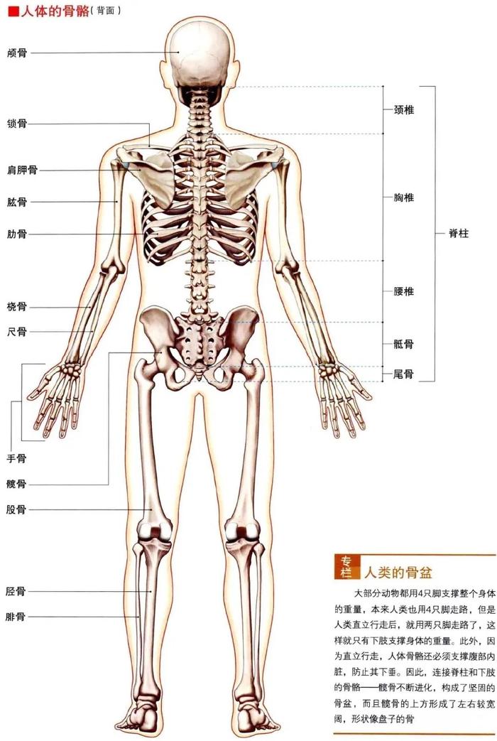 人体骨骼模型全身图解图片