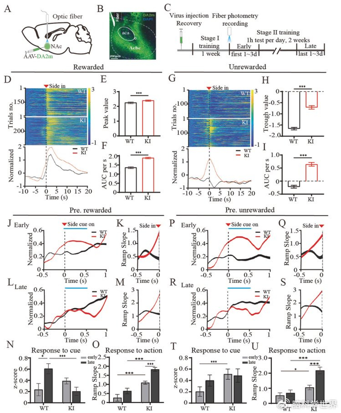 mol psychiatry:调控孤独症认知灵活性缺陷的新神经环路机制