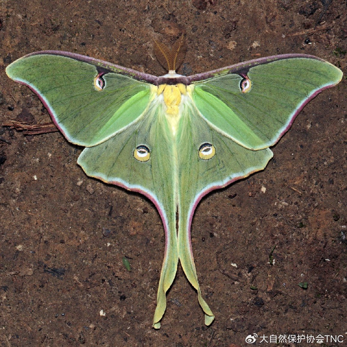 小科普 | 11种野生多彩飞蛾,点亮您的一天(上)