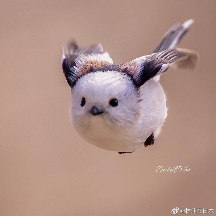 银喉长尾山雀,发射