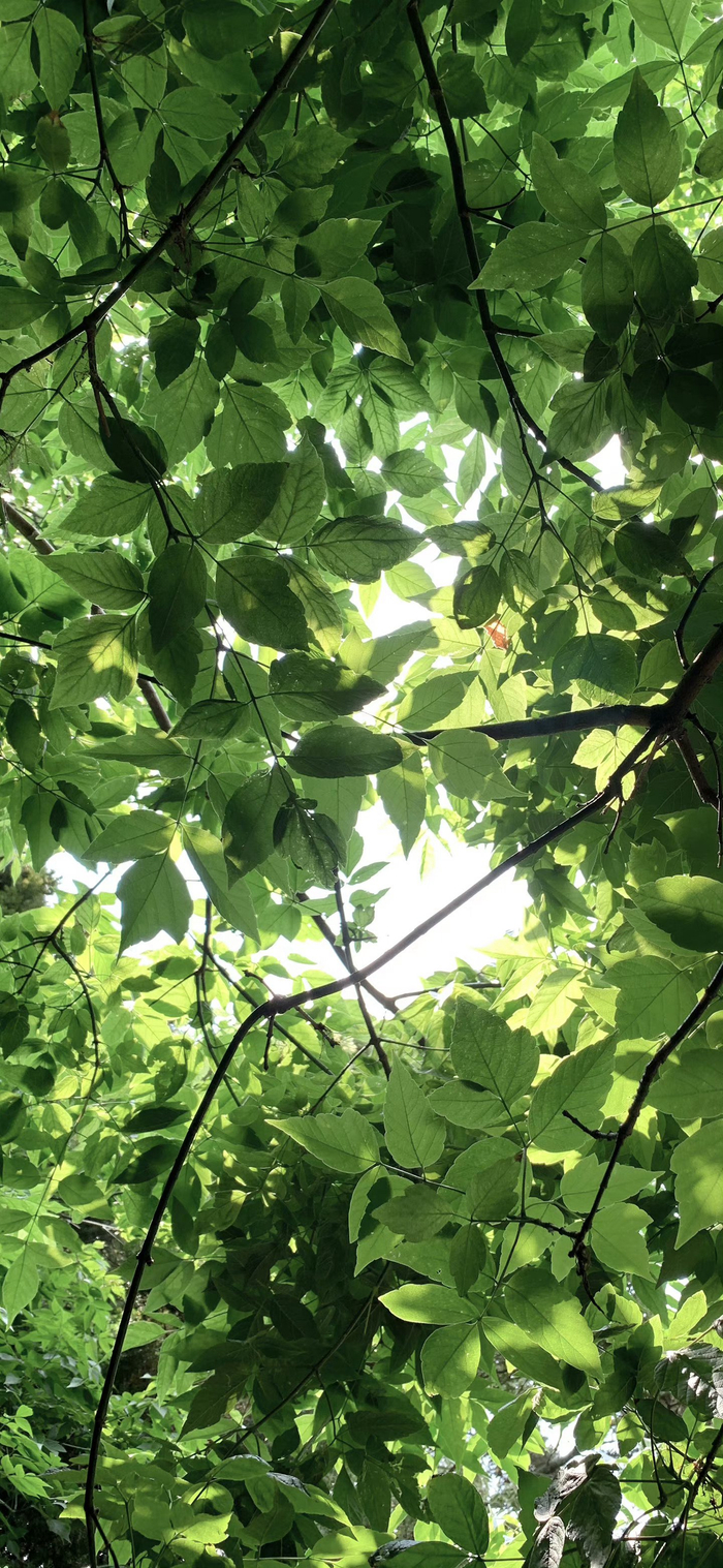 治愈系树叶壁纸背景图