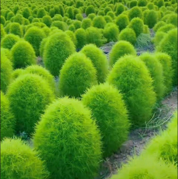 清新养眼的地肤草,原创拍摄