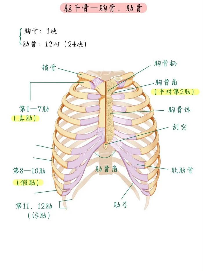 胸骨后位置图片