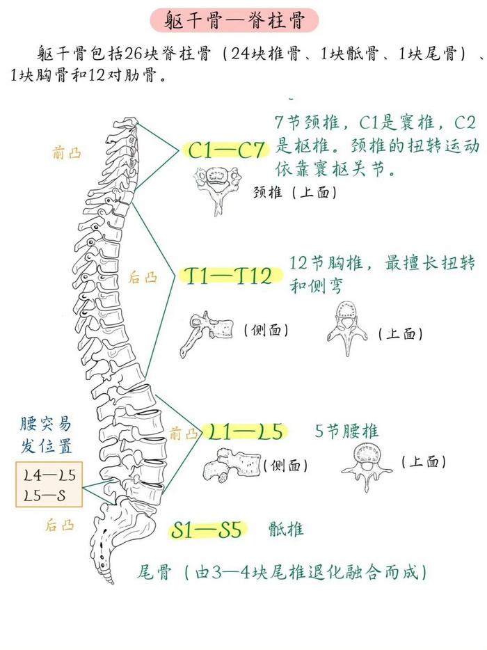 几张图把人体206块骨骼都说清楚了