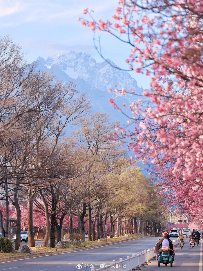 玉龙雪山脚下丽江古城内外满大街的樱花盛开了春色浪漫